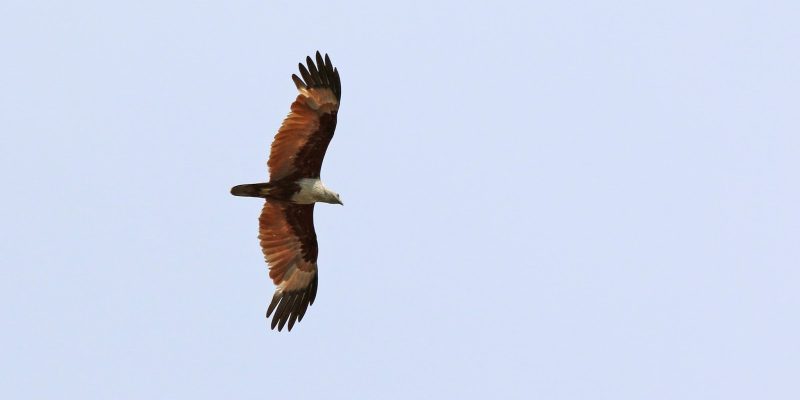 "Lanta-Adler" wird er hier nur genannt - den richtigen Namen weiß ich nicht