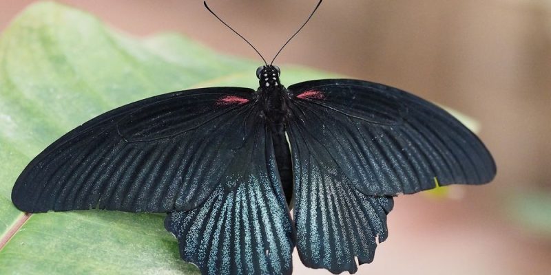 Mormonen-Schmetterling