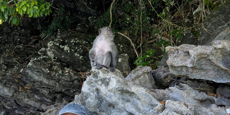 Hier gibt's immerhin zwei Affen 🐵